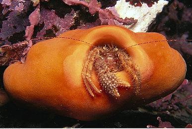 片冈智代表AVG《120日元》将于2021年1月发售